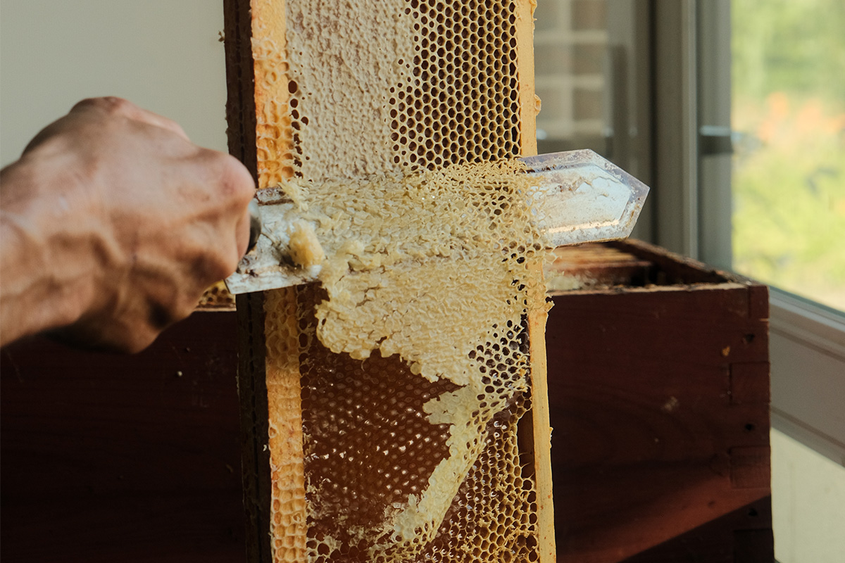 Désoperculation et extraction